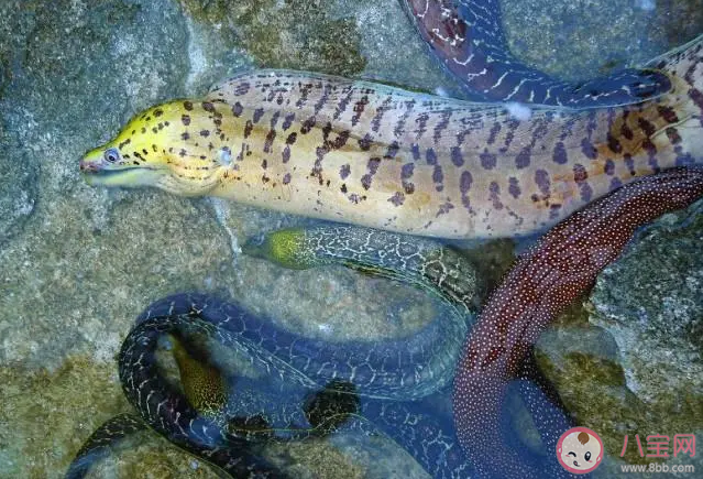 以下哪种海洋鱼类是白天睡觉晚上捕食 神奇海洋1月29日答案 以下哪种海洋鱼类是白天睡觉晚上捕食 神奇海洋1月29日答案