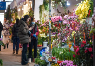 上海年轻人买发财树当年宵花是怎么回事 养发财树要注意些什么