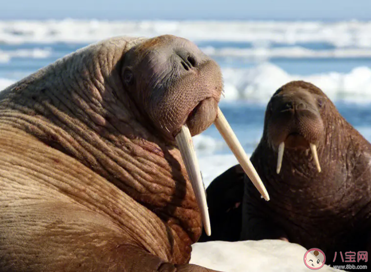 海象睡觉时会采取以下哪种做法 神奇海洋2月1日答案