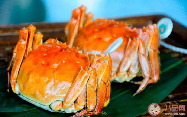 比利时设陷阱诱捕300万只大闸蟹 外国人为什么不爱吃大闸蟹 比利时设陷阱诱捕300万只大闸蟹 外国人为什么不爱吃大闸蟹