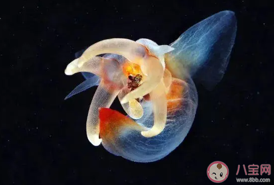你知道吗外表可爱的海天使其实是一种 神奇海洋2月17日答案