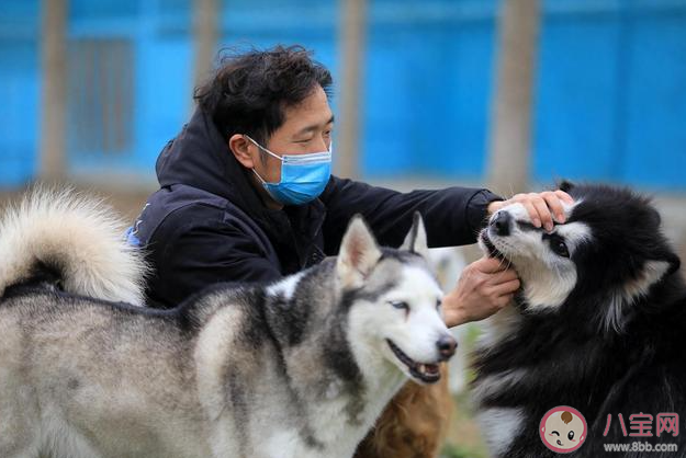 春节寄养一只猫要上万元吗 过节回家期间宠物怎么处理