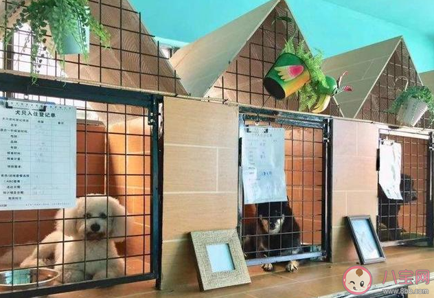 春节寄养一只猫要上万元吗 过节回家期间宠物怎么处理
