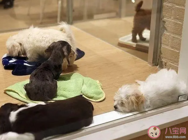 春节寄养一只猫要上万元吗 过节回家期间宠物怎么处理