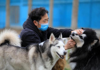 春节寄养一只猫要上万元吗 过节回家期间宠物怎么处理