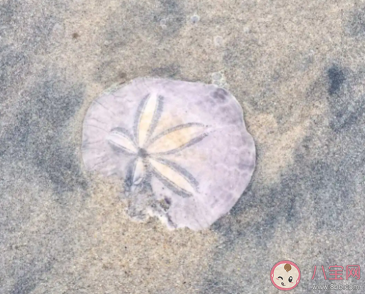 哪种海胆被称为海钱 蚂蚁庄园2月29日答案