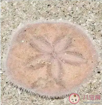 哪种海胆被称为海钱 蚂蚁庄园2月29日答案