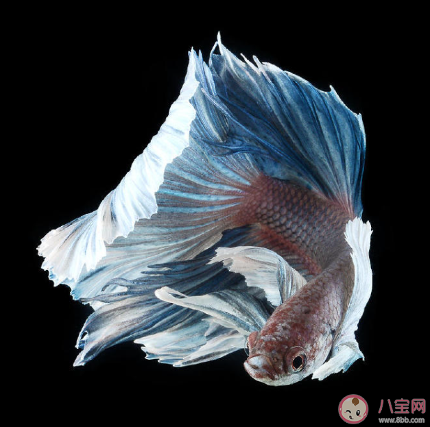 iPhone 6S包装盒上是什么鱼 iPhone 6S为什么停产了