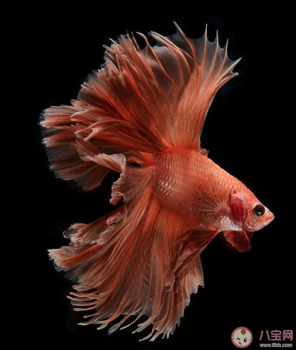 iPhone 6S包装盒上是什么鱼 iPhone 6S为什么停产了