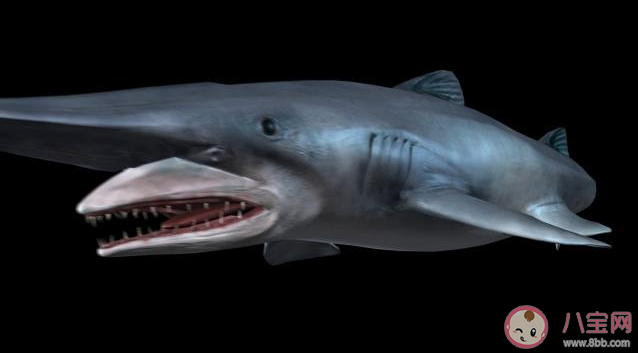 以下哪种海洋动物的捕食方式类似真空吸尘器 神奇海洋3月1日答案