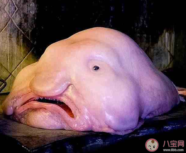 以下哪种海洋鱼类有着忧伤鱼的称号 神奇海洋3月6日答案