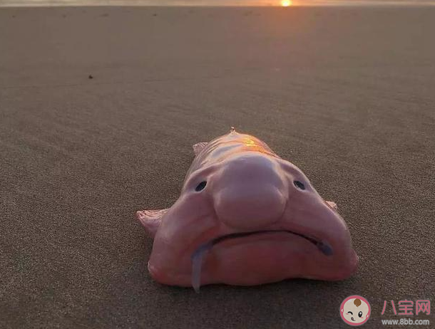 以下哪种海洋鱼类有着忧伤鱼的称号 神奇海洋3月6日答案