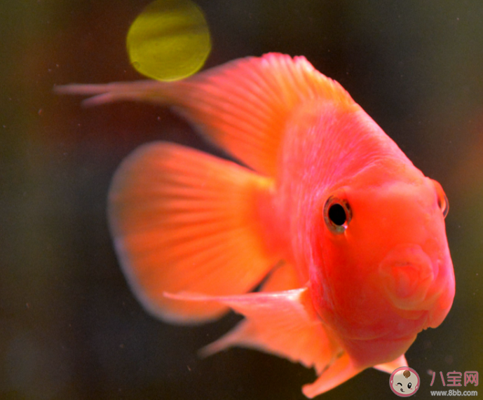 以下哪种鱼睡觉时会用大泡泡把自己包围起来 神奇海洋3月11日答案