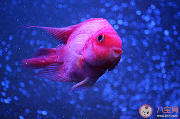 以下哪种鱼睡觉时会用大泡泡把自己包围起来 神奇海洋3月11日答案