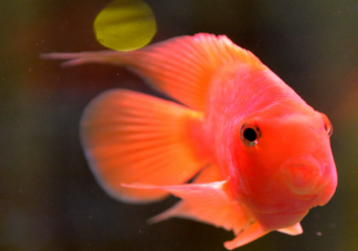 以下哪种鱼睡觉时会用大泡泡把自己包围起来 神奇海洋3月11日答案