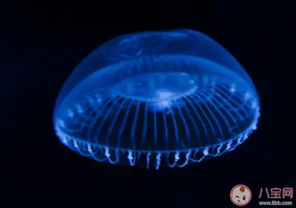 以下哪种水母自带发光特效能够发出荧光 神奇海洋3月13日答案