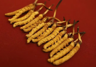 以次充好成虫草市场重灾区吗 买虫草怎么挑选