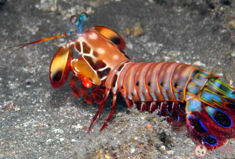 螳螂虾之所以得名主要是因为什么 神奇海洋3月15日答案