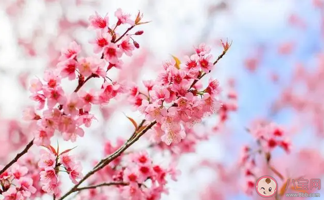 以下哪句诗描写的是春日景象 蚂蚁庄园3月16日答案