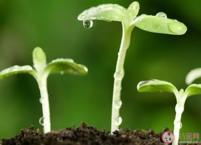 以下哪句诗描写的是春日景象 蚂蚁庄园3月16日答案