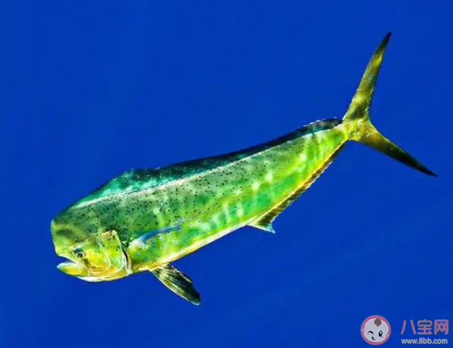 以下哪种海洋生物有水下狐狸之称 神奇海洋3月18日答案