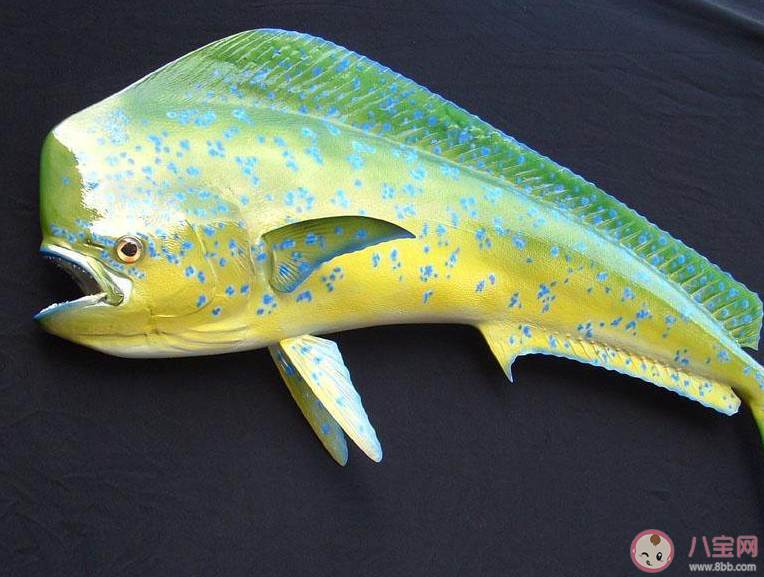 以下哪种海洋生物有水下狐狸之称 神奇海洋3月18日答案