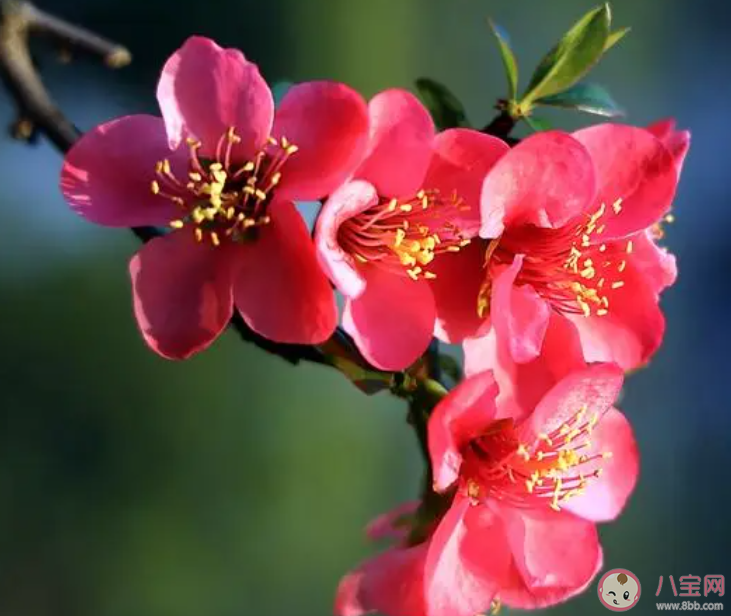春分是踏青的好时节此时正值以下哪种花卉绽放 蚂蚁庄园3月20日答案