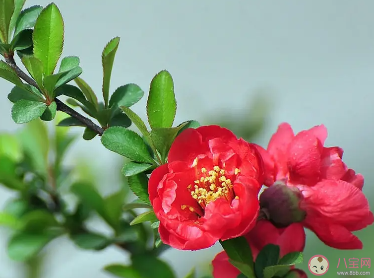 春分是踏青的好时节此时正值以下哪种花卉绽放 蚂蚁庄园3月20日答案