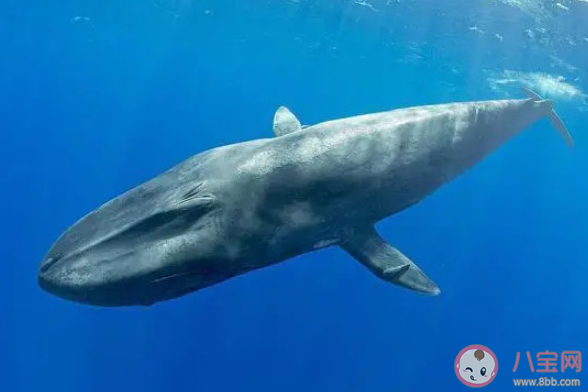 蓝鲸的心率变化幅度怎么样 神奇海洋3月20日答案