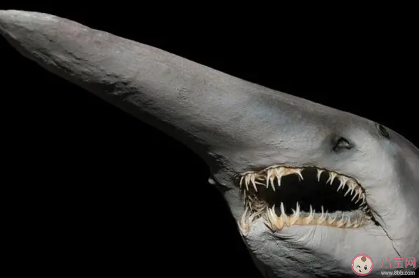 以下哪种鲨鱼有魔鬼鲨之称 神奇海洋3月21日答案