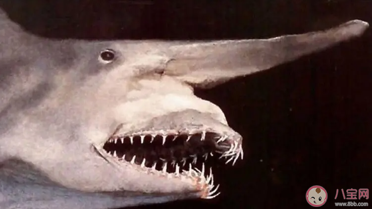 以下哪种鲨鱼有魔鬼鲨之称 神奇海洋3月21日答案
