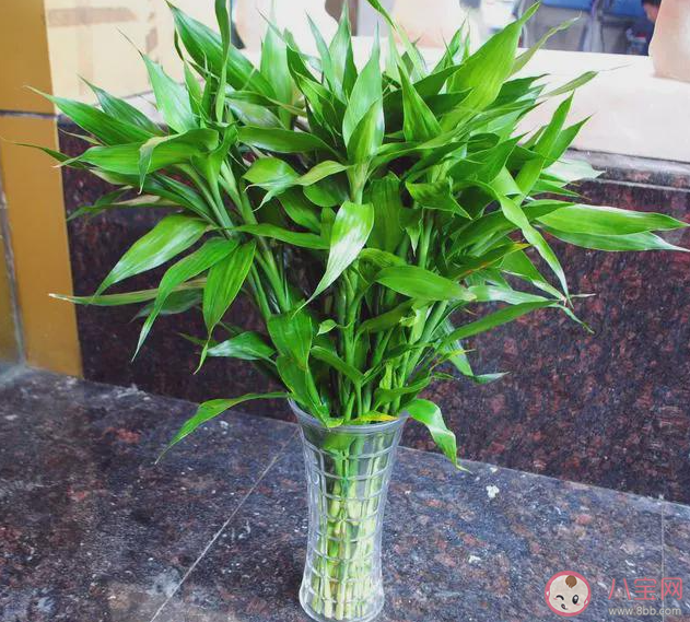 富贵竹是一种竹子吗 蚂蚁庄园3月23日答案