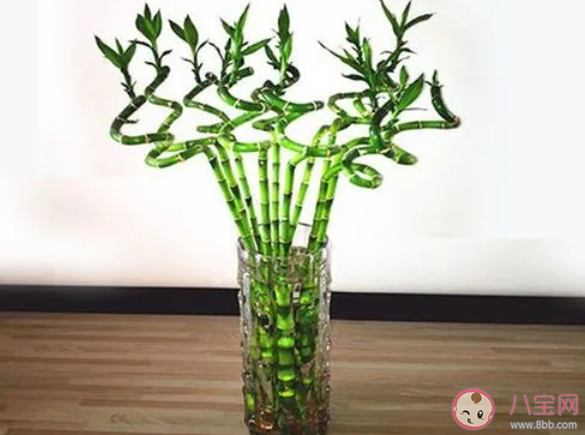 富贵竹是一种竹子吗 蚂蚁庄园3月23日答案