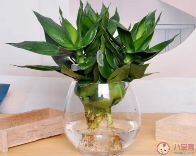 富贵竹是一种竹子吗 蚂蚁庄园3月23日答案