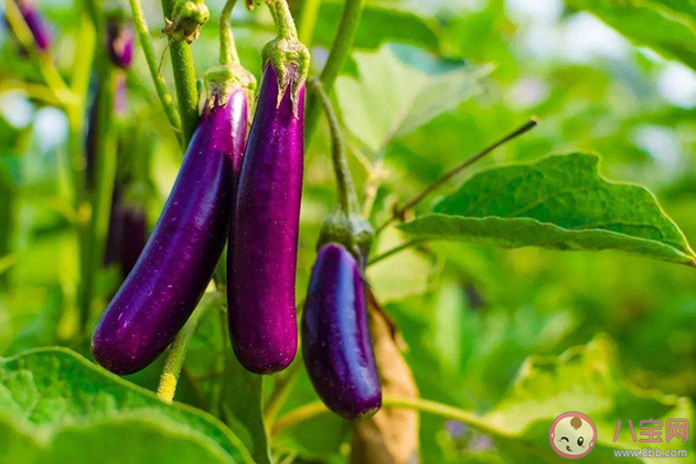 落苏是以下哪种蔬菜的别称 蚂蚁庄园3月23日答案