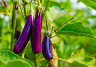 落苏是以下哪种蔬菜的别称 蚂蚁庄园3月23日答案