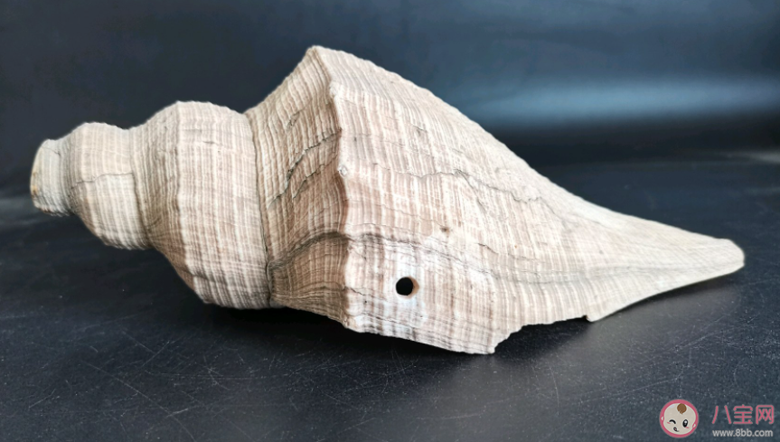 以下哪种海洋生物被称为珊瑚礁守护者 神奇海洋3月25日答案