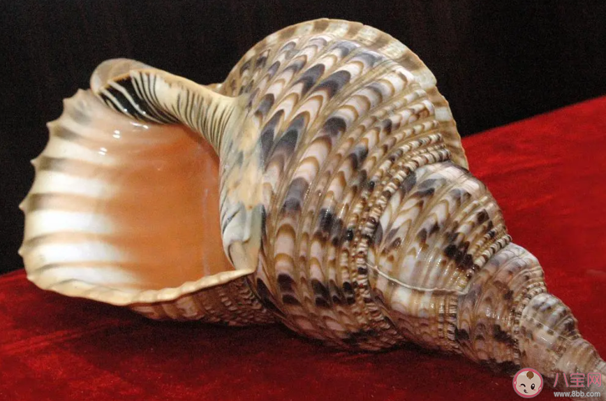 以下哪种海洋生物被称为珊瑚礁守护者 神奇海洋3月25日答案