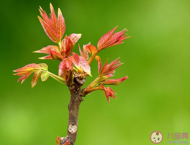 以下哪一项是春季常见的芽类蔬菜 蚂蚁庄园3月26日答案