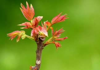 以下哪一项是春季常见的芽类蔬菜 蚂蚁庄园3月26日答案