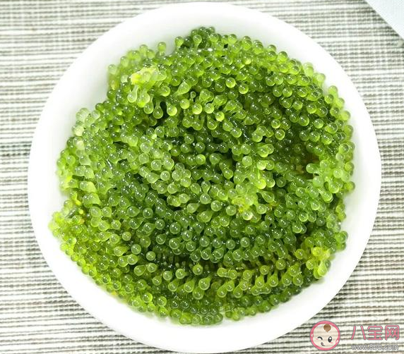 人们所说的海葡萄其实是一种什么 神奇海洋3月27日答案