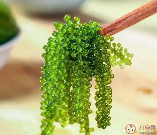 人们所说的海葡萄其实是一种什么 神奇海洋3月27日答案