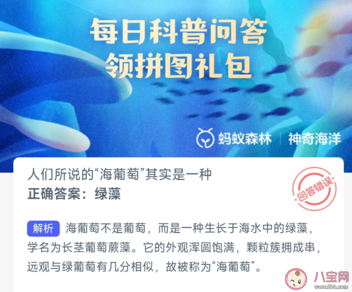 人们所说的海葡萄其实是一种什么 神奇海洋3月27日答案