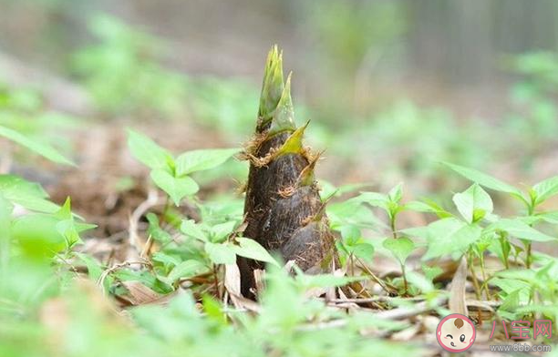 买回来的新鲜春笋吃不完怎么保存更合适 蚂蚁庄园3月29日答案