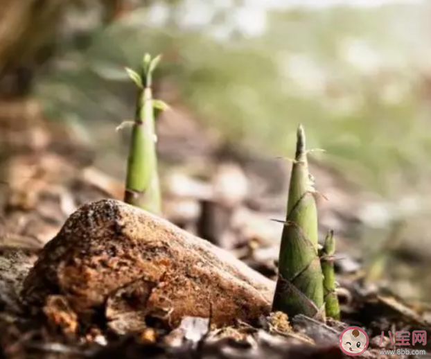 买回来的新鲜春笋吃不完怎么保存更合适 蚂蚁庄园3月29日答案