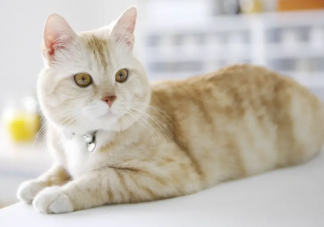 以下哪种因素会导致宠物猫咪掉毛 蚂蚁庄园3月29日答案