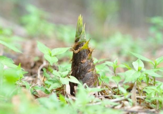 买回来的新鲜春笋吃不完怎么保存更合适 蚂蚁庄园3月29日答案